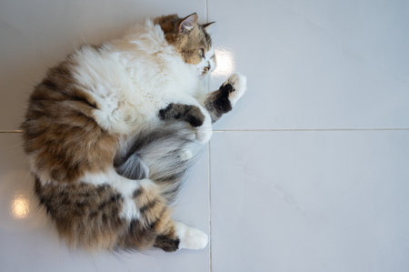Crossbreed cat while lying on the floor. If a cat is sleeping with their belly exposed, it means they feel very safe and confident.の写真素材