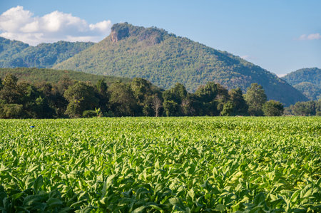 Scenery view of Tobacco plantation in Chiang Rai province of Thailand. Tobacco is a plant grown for its leaves, which are dried and fermented before use.の写真素材