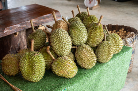 Durians selling in local market in Thailand. Durian is the "king of fruits," is a large, spiky, greenish-brown fruit that is well-loved in its native Southeast Asia.の写真素材