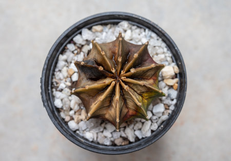 A pot of Gymnocalycium cactus. Cactus rot is one of the main causes of cactus death from fungal and...
