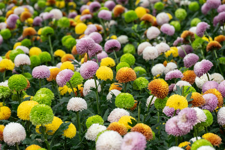 Close up of various colours of Chrysanthemums Pompon flowers grow in the garden.の写真素材