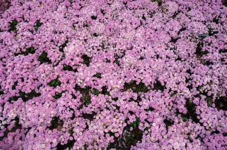 Full frame shot of pink Chrysanthemum flowers blooming.の写真素材