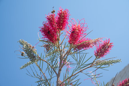 Red flower of Grevillea plants blooming against blue sky. Grevillea are evergreen shrubs or trees with needle-shaped foliage and bright, exotic looking flowers held at the end of tの写真素材