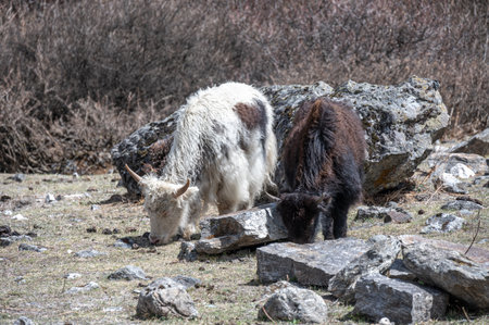 Domestic Yaks eating grass in Langtang national park, Nepal. Yak is still used in many parts of central Asia, for transporting large loads through the mountain pass.の写真素材