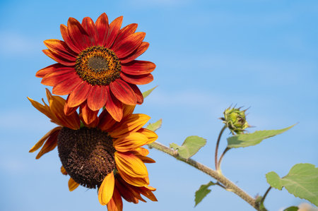 Little Becka sunflowers blooming against blue sky. Sunflowers are the very embodiment of summer.の写真素材