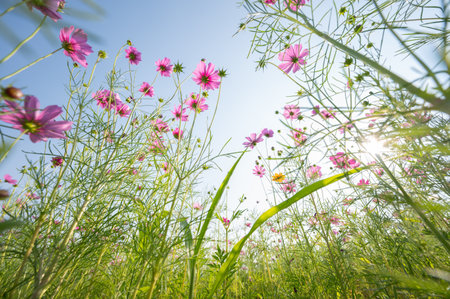 Low angle view of cosmos flowers blooming in the nature. Cosmos plants are an essential for many summer gardens, reaching varying heights in many colors.の写真素材
