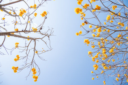 Low angle view of yellow cotton flowers. Cochlospermum regium, also known as yellow cotton tree is a flowering plant that has its origins in the Cerrado tropical savanna of South Aの写真素材
