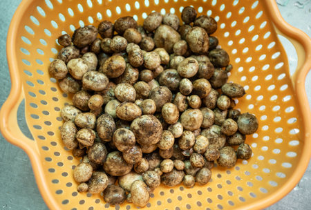 Puff ball mushroom (other named is Earthstars mushroom) after soak in cool water to remove any dirt and insects.の写真素材