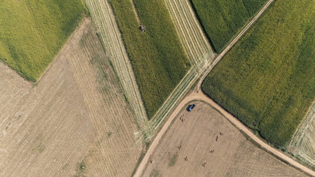 Aerial view of combine harvester cut crops in corn field. The combine harvester cuts the crop at its...