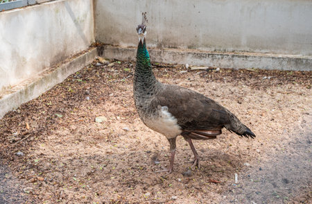 A female peafowl living in wildlife conservation area in Thailand. Female peafowls are much duller gray birds with a white belly, and a much shorter, grayish tail.の写真素材