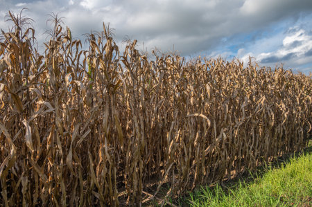 The corn drying in agriculture field. Field corn is the type of corn used for some food products (cereal, chips, corn syrup), ethanol, and polymers but itâs primarily used for animal feed.の写真素材