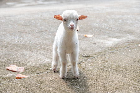 A cute baby goat. Goat is related to the sheep, the goat is lighter of build, has horns that arch backward, a short tail, and straighter hair.の写真素材
