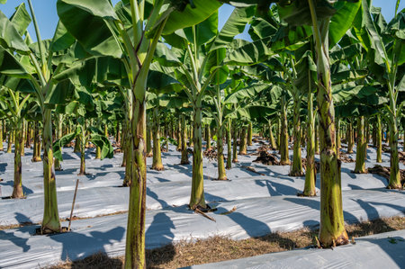 Banana plantation field. Banana trees, belonging to the Musa genus, are tropical plants known for their iconic fruit and large, lush leaves.の写真素材
