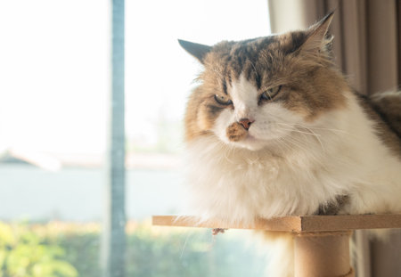 Persian cat stay on a wooden cat tree in human house. A cat tree is an artificial structure for a cat to play.の写真素材