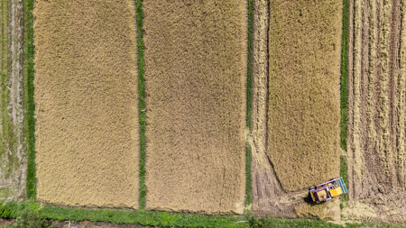 High angle view of a combine harvester while harvesting rice crops in rice field.
