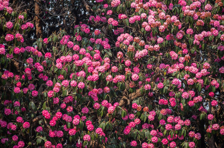 Pink Rhododendron flowers blooming in Annapurna region of Nepal. Rhododendron arboreum is called...