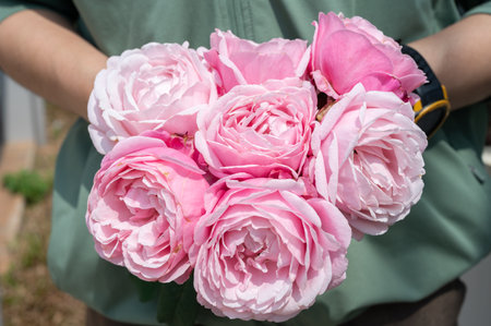 Cropped shot view of woman holding a pink roses in hands. Roses are best known as ornamental plants grown for their flowers in the garden and sometimes indoors.の写真素材