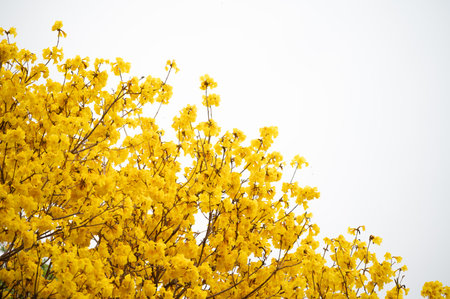 Beautiful golden trumpet tree (others name is Yellow Tabebuia flower) blooming against isolated white background.の写真素材