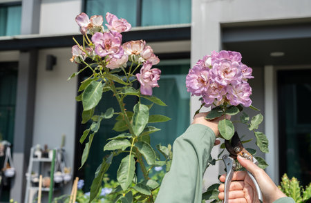 Cropped shot view of someone trying to cut purple colors roses from rose tree.の写真素材