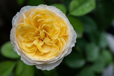 Beautiful Juliet rose blooming in the garden. Juliet Rose has the reputation of being the most expensive flower in the world. It is apricot in color and has a delicious peachy fragの写真素材