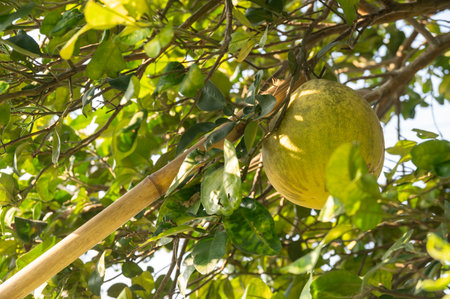 Someone using a part of bamboo for harvesting a Pomelo on tree. Pomelos are large citrus fruits that...