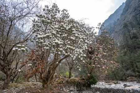 White Rhododendron flowers blooming at the edge of Langtang Khola river a river coming from the south flows down along the Langtang trekking route, Nepal.の写真素材