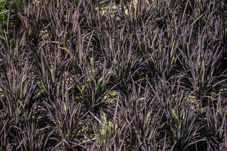Purple rice (or Black rice) plant growing in paddy field. Purple rice is an heirloom variety of rice, indigenous to Asia.の写真素材