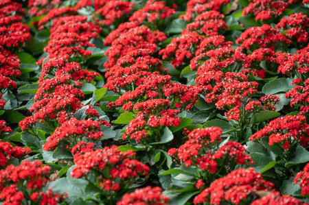 Full frame shot of Kalanchoes with red flowers blooming. Kalanchoes are succulent plants often grown for their tiny, colourful flowers.の写真素材