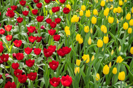Full frame shot of Yellow and Red Tulips flower grow in the garden. Tulips is one of the world's most easily recognized and loved flowers.の写真素材