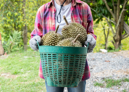 Cropped shot view of market vendor holding a basket containing durians. Durian is the "king of fruits," is a large, spiky, greenish-brown fruit that is well-loved in its native Souの写真素材