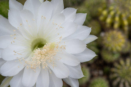 Beautiful white flower of Echinopsis Subdenudata cactus while blooming.の写真素材