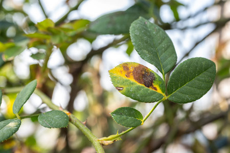 Black spot occurs on yellow rose leaves. Black spot is a fungal disease (Diplocarpon rosae) that affects roses.の写真素材
