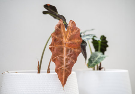 Alocasia amazonica Polly plants with yellowing foliage. Yellowing foliage is one of the most common signs of overwatering.の写真素材
