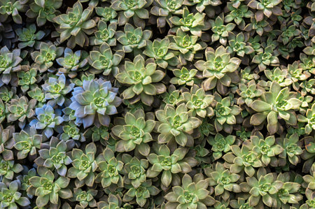 Full frame shot of Crassulaceae succulent plants growing in the garden. The Crassulaceae also known as the stonecrop family.の写真素材