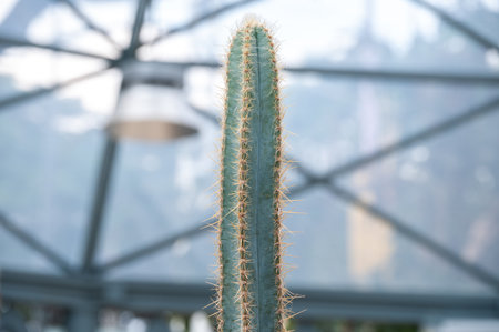 Pilosocereus pachycladus cactus growing in garden. A slow-growing, upright cactus with columnar ribbed and lined with areoles bearing tan-coloured spines and fine white hairs.の写真素材