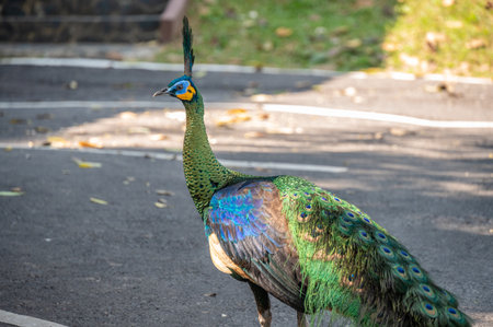 Green Peafowl (or Thai Peacok) living in Mae Puem National Park in Phayao province of Thailand.の写真素材