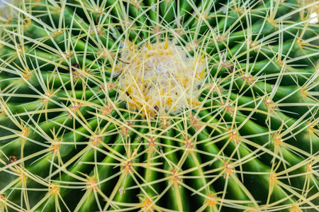 Full frame shot of the top part of Golden barrel cactus (Echinocactus grusonii) with spines and...