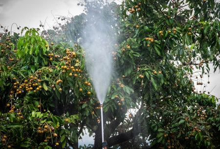 Sprayer while spraying liquid fertilizer to longan tree. These fertilizers are able to provide...