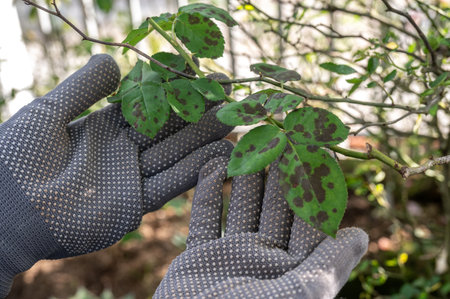 Farmer hands holding rose leaves with black spot problem. Black spot is a fungal disease...