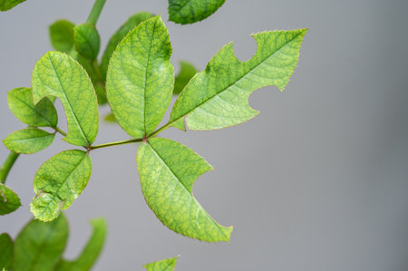 Rose leaves having damaged from leaf cutter bees (Megachile rotundata) or worm. A leaf may have a...