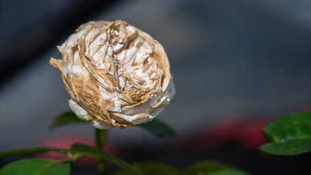 Dry rose flower on rose tree. Dry rose problem including insufficient water, improper soil conditions, pest or disease issues, or even physical damage to the stem or roots.の写真素材
