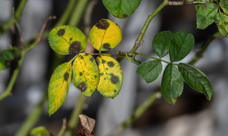Black spot occurs on yellow rose leaves. Black spot is a fungal disease (Diplocarpon rosae) that affects roses.の写真素材