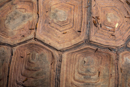 Full frame shot of Sulcata tortoise shell texture and background. Tortoise shell is primarily...