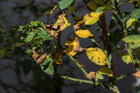 Black spot occurs on yellow rose leaves. Black spot is a fungal disease (Diplocarpon rosae) that affects roses.の写真素材