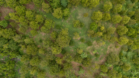 Aerial view of Durians farm in Laplae district, Thailand. Durian and Longkong in the Laplae district...