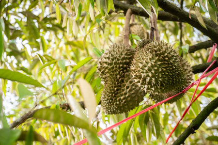 Durians growing on durian tree in Thailand. Durian is a Southeast Asian fruit that's most popular in Thailand. Durian is widely known in southeast Asia as the âking of fruitsâの写真素材