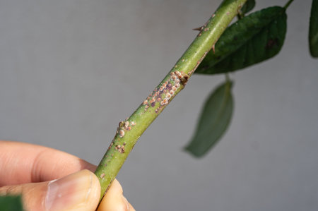 Someone holding a rose scale (Aulacaspis rosae) on a rose cane. Rose scale can cause cane decline or...