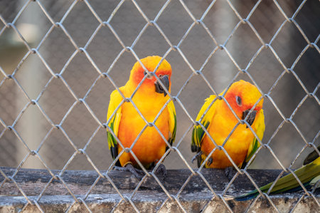 Sun conure parrots in a cage. You should be providing your bird with enough time outside of their cage for their mental and physical development.の写真素材