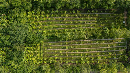 Aerial view of banana plantation field in Thailand. Banana trees, belonging to the Musa genus, are...