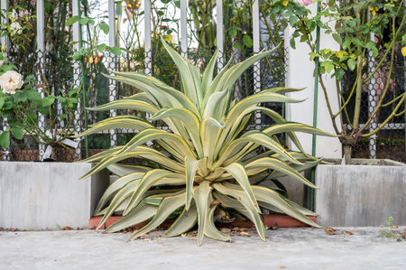 A beautiful leaves and spines of Agave desmettiana 'Joe Hoak' planting as houseplants. Agave plants are popular for landscaping.の写真素材